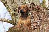 RODESIAN RIDGEBACK 088